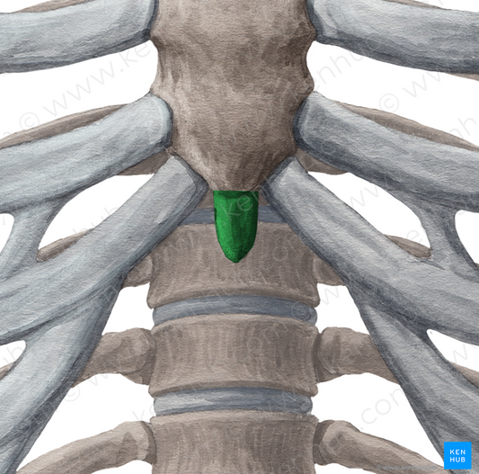 Xiphoid process of sternum (#8357)