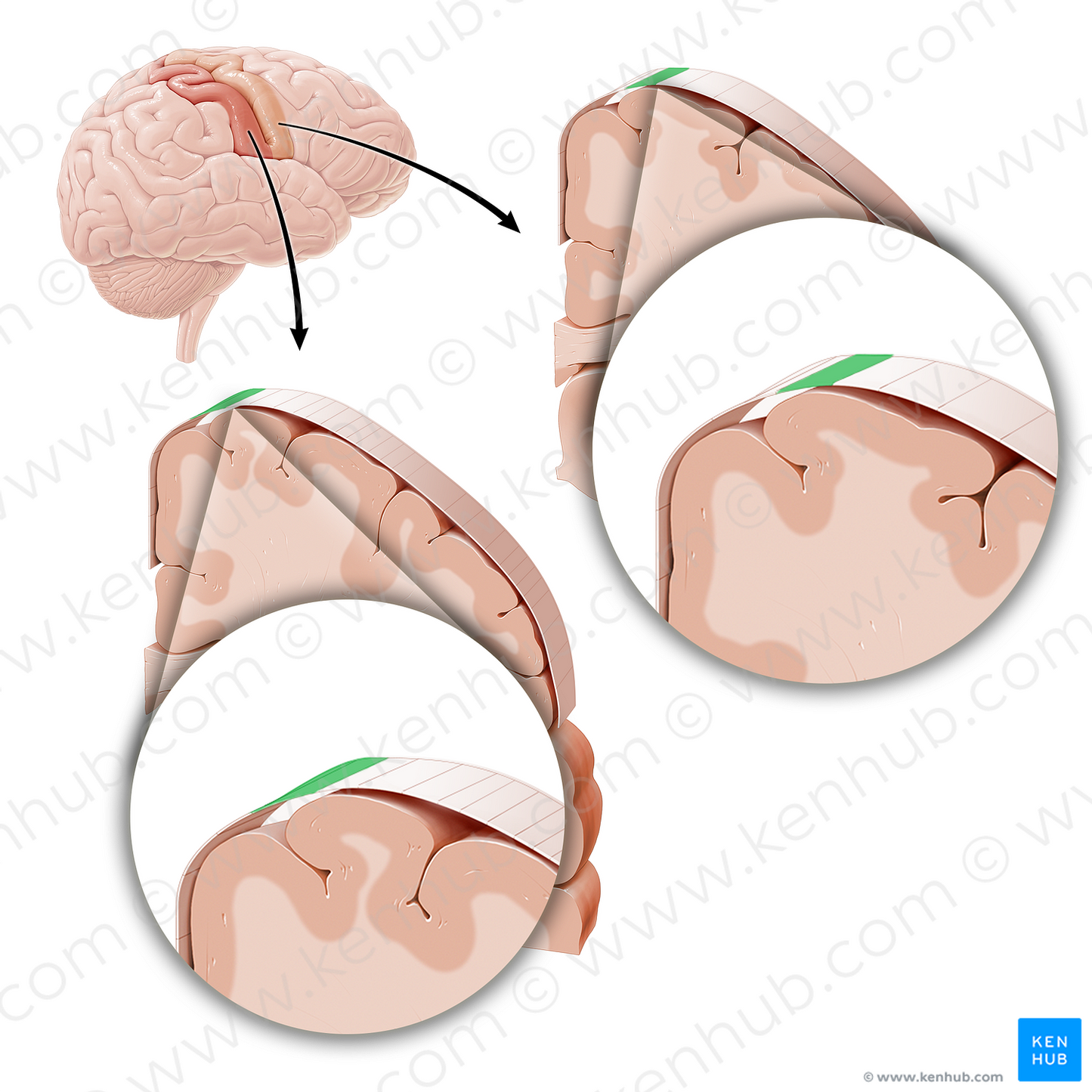 Sensory and motor cortex of trunk (#21231)