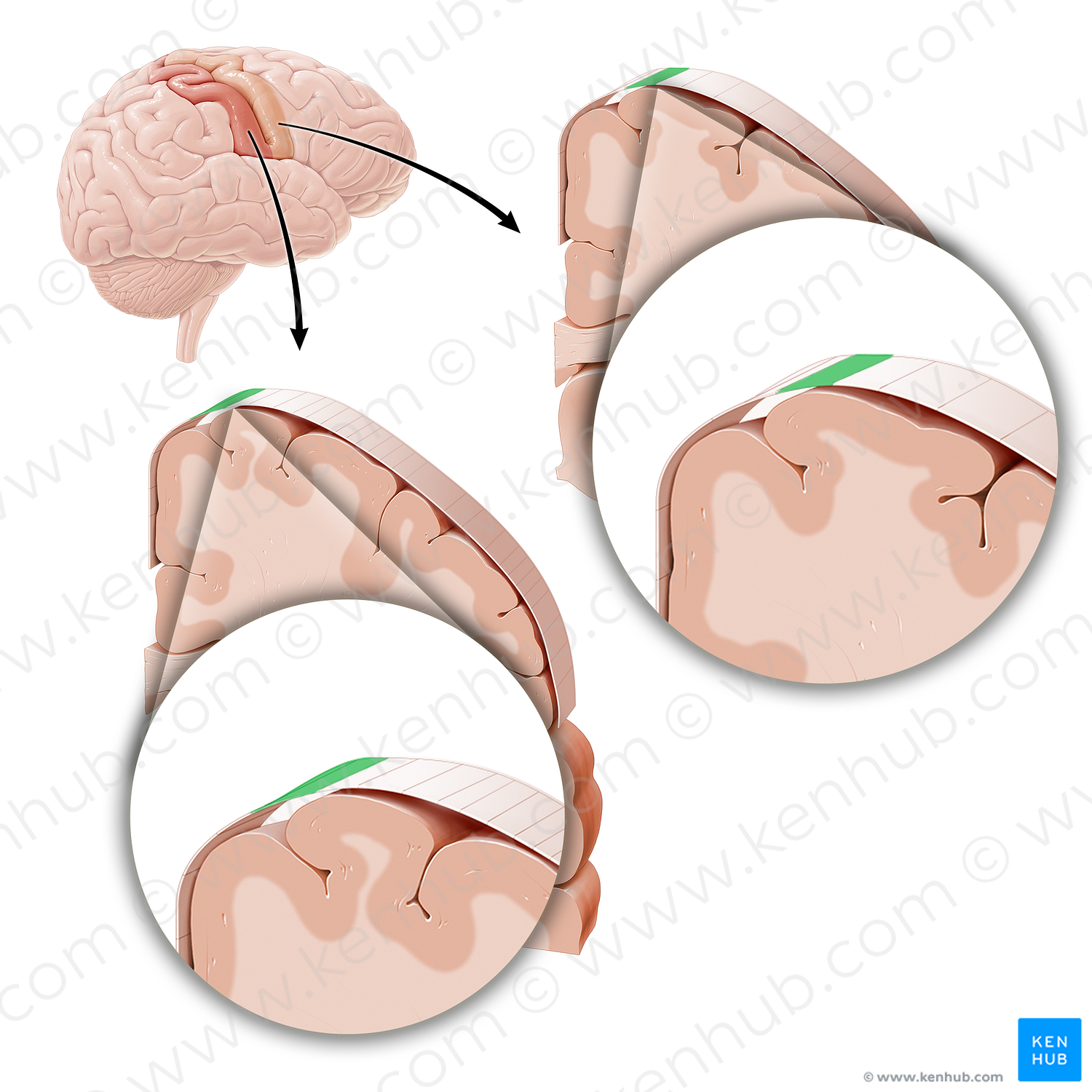 Sensory and motor cortex of trunk (#21231)