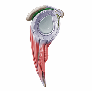 Subdeltoid & subacromial bursae (#16297)