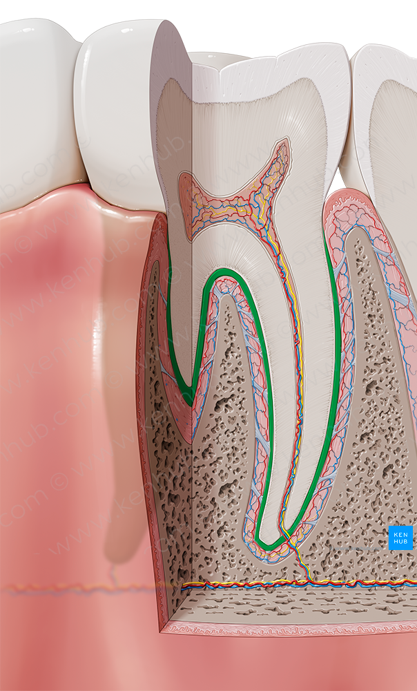 Cementum (#2549)