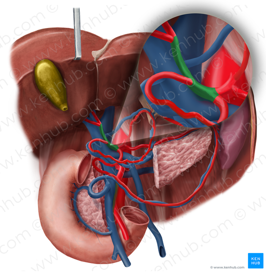 Proper hepatic artery (#1346)