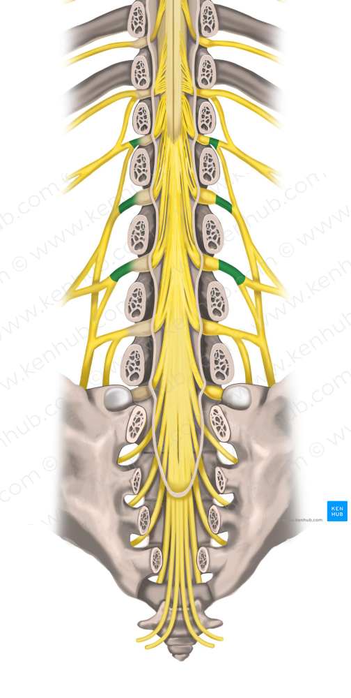 Spinal nerves L1-L3 (#6256)