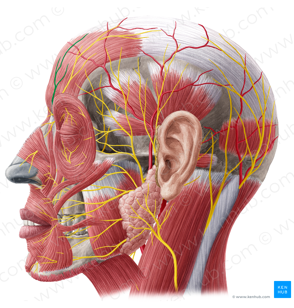 Supratrochlear nerve (#6800)