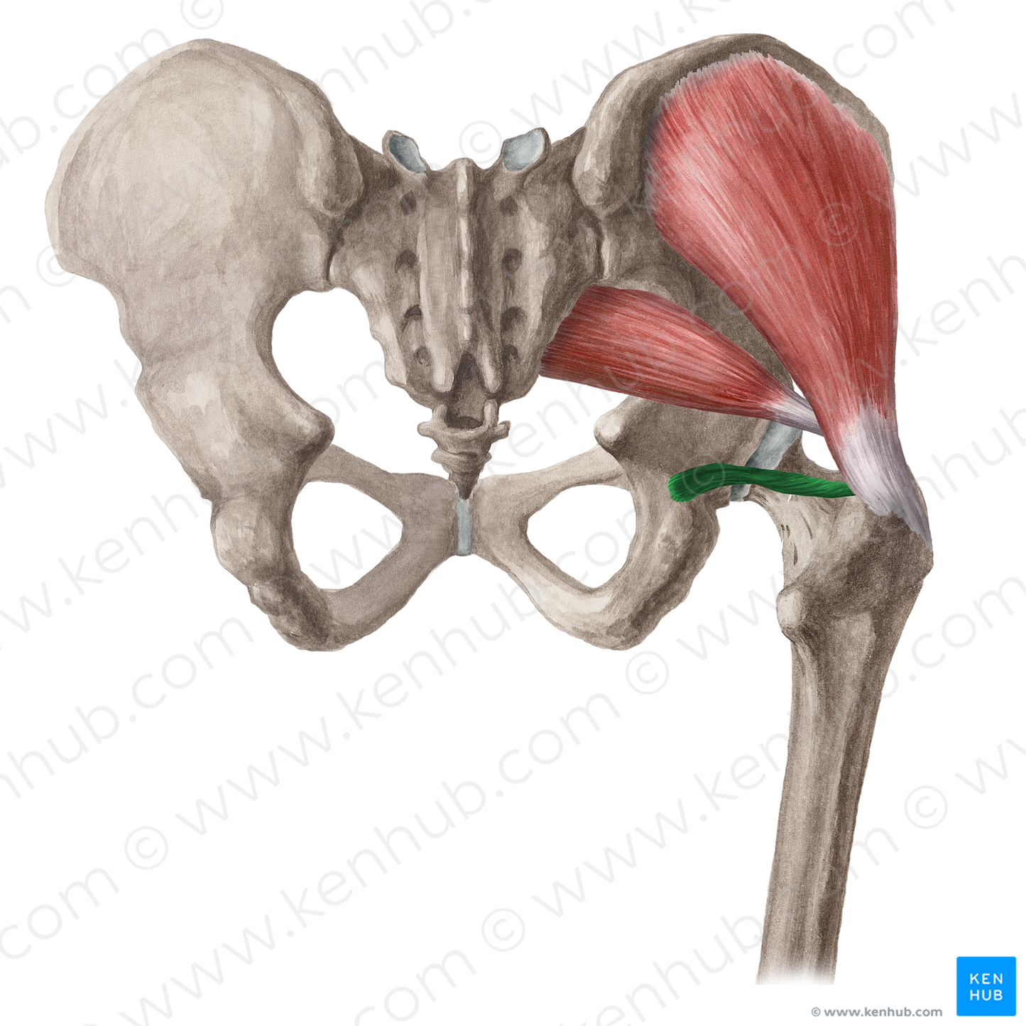 Inferior gemellus muscle (#5397)