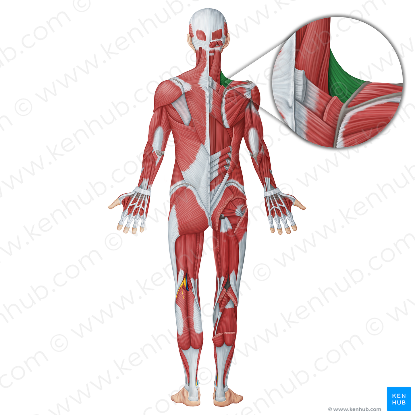 Levator scapulae muscle (#18702)