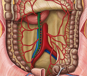 Superior mesenteric artery (#1542)