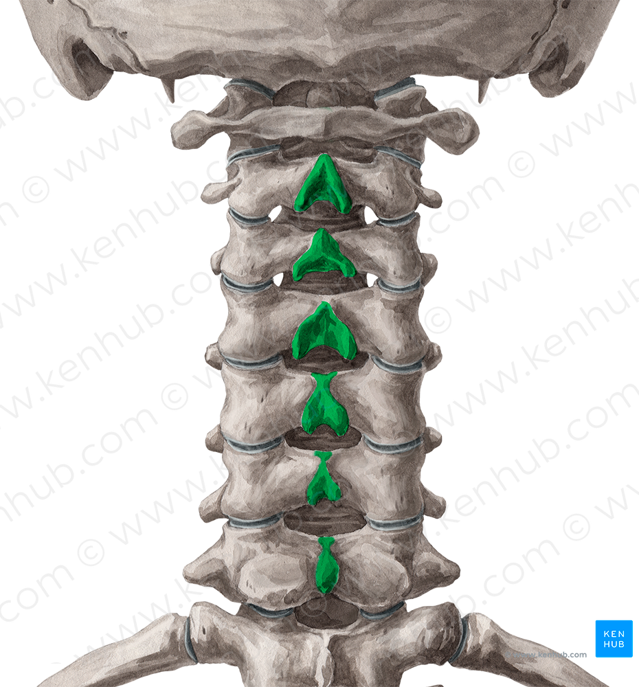 Spinous processes of vertebrae C2-C7 (#18536)