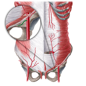 Superficial external pudendal artery (#21565)