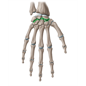 Midcarpal joint (#20098)