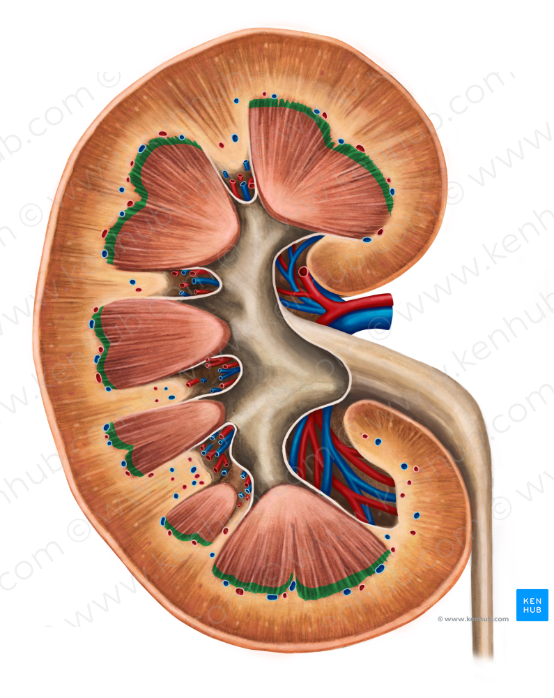 Base of renal pyramid (#2201)