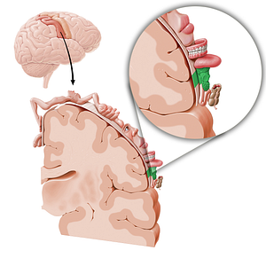 Sensory cortex of larynx (#11049)