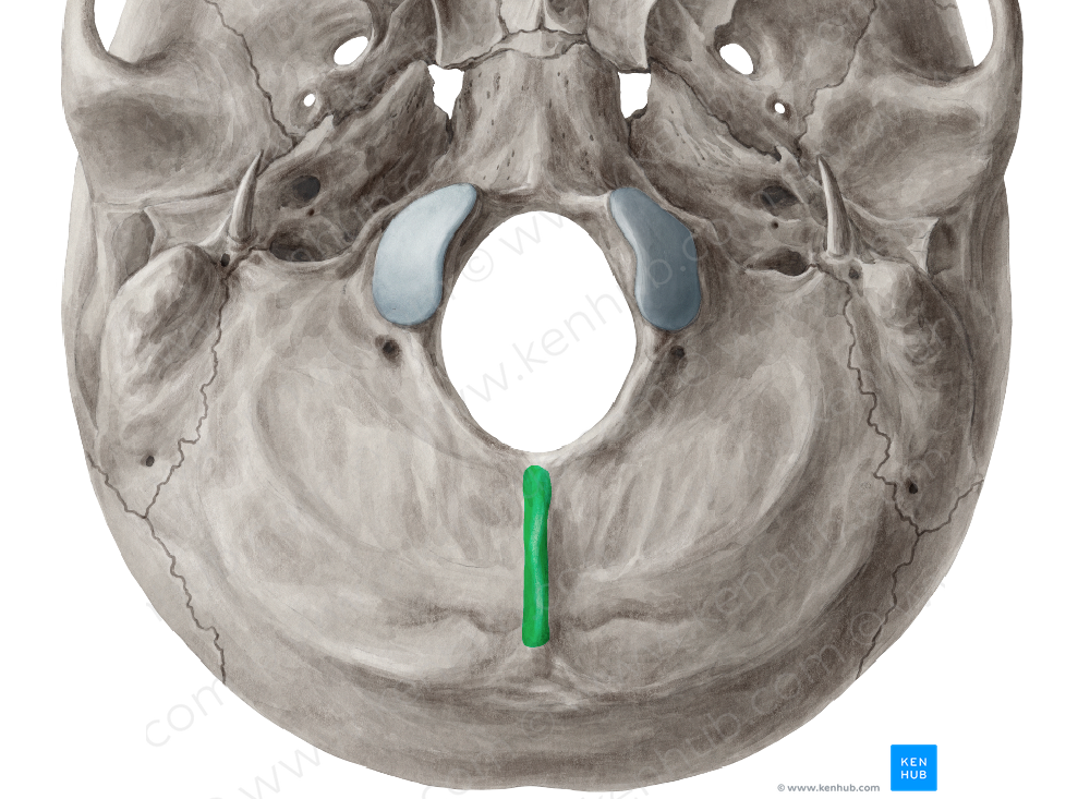 External occipital crest (#3121)
