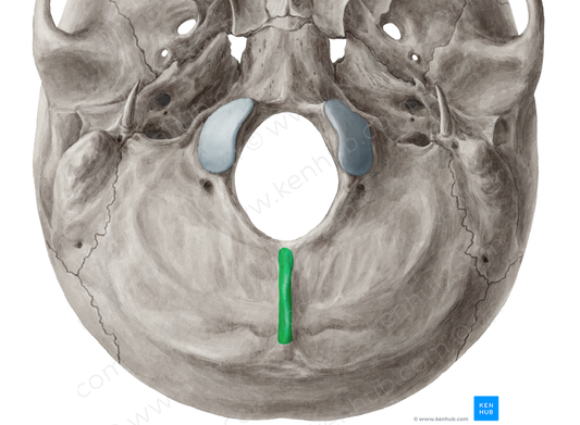 External occipital crest (#3121)