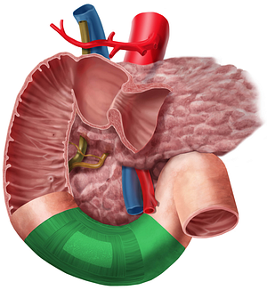 Horizontal part of duodenum (#7716)