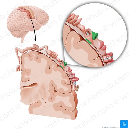 Sensory cortex of nose (#11056)