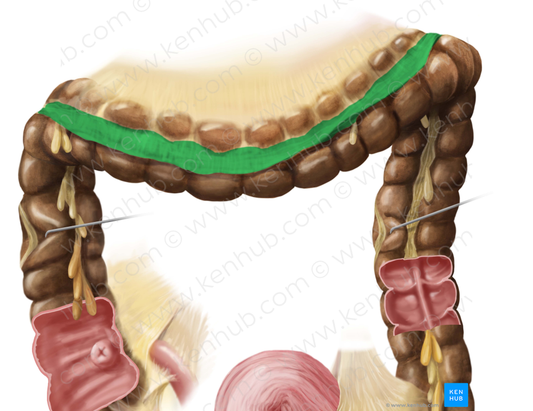 Greater omentum (#7316)