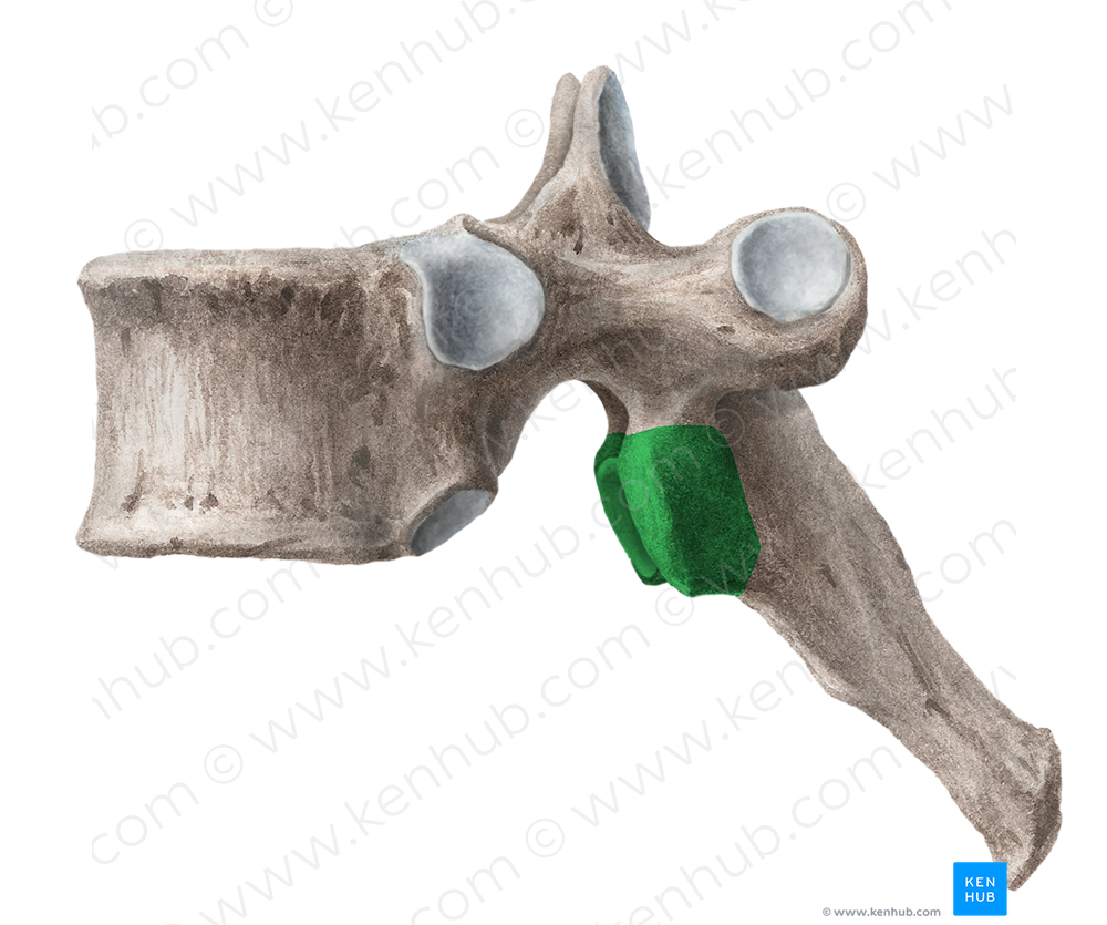 Inferior articular process of vertebra (#8170)