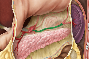 Splenic artery (#1804)