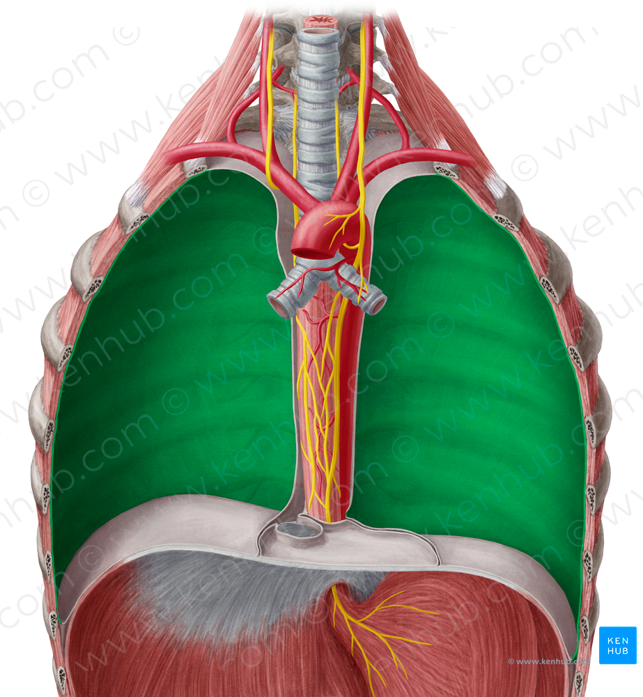 Costal part of parietal pleura (#7687)