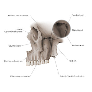 Structure of pterygopalatine fossa (German)