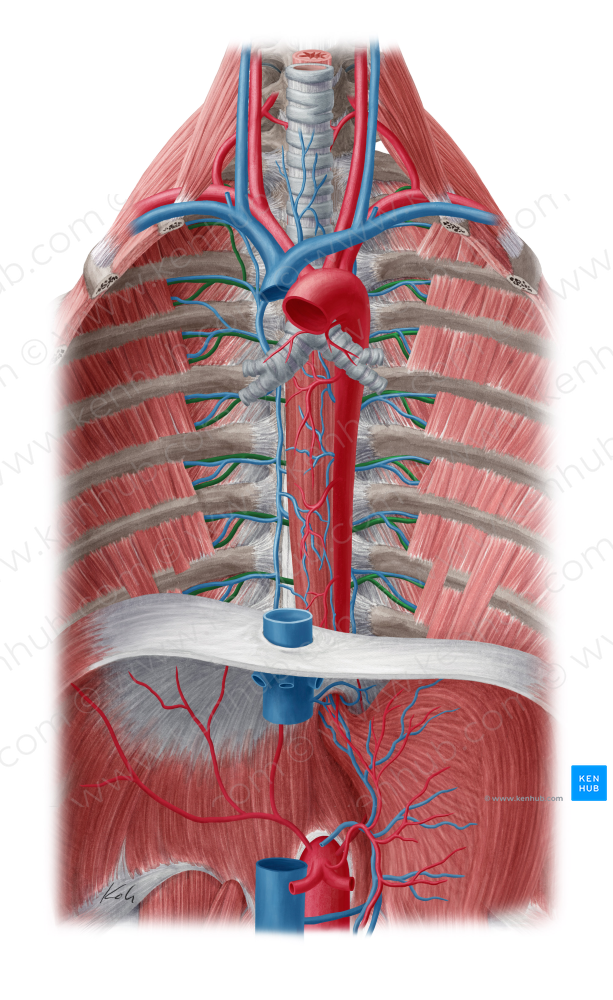 Posterior intercostal artery (#1155)