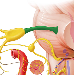 Trigeminal nerve (#6832)