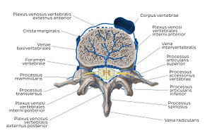 Veins of the isolated vertebra (Latin)