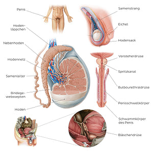 Male reproductive system (German)