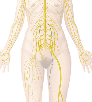 Obturator nerve (#6603)