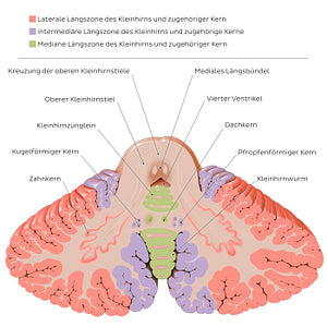 Cerebellar nuclei (German)