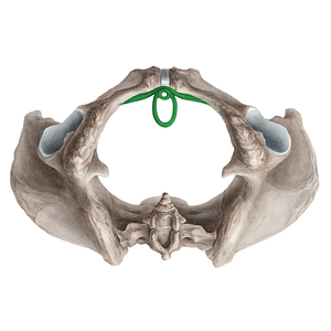 External urethral sphincter (female) (#5984)