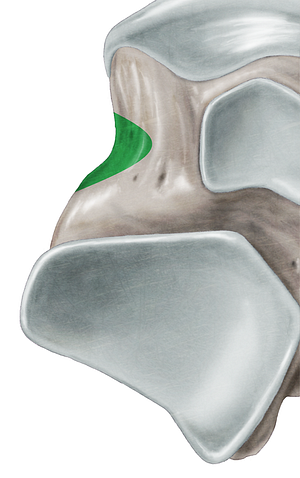 Tarsal sinus (#9068)