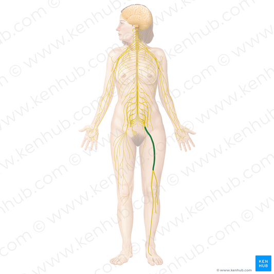 Sciatic nerve (#6494)