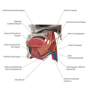 Neurovasculature of the tongue (Portuguese)