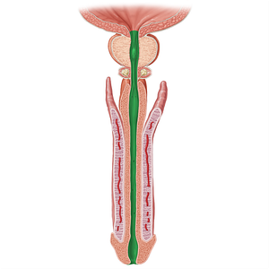 Male urethra (#19203)