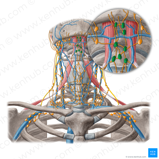 Submental lymph nodes (#6945)