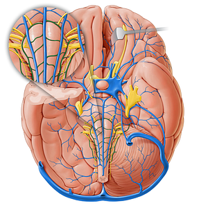 Transverse medullary veins (#18258)