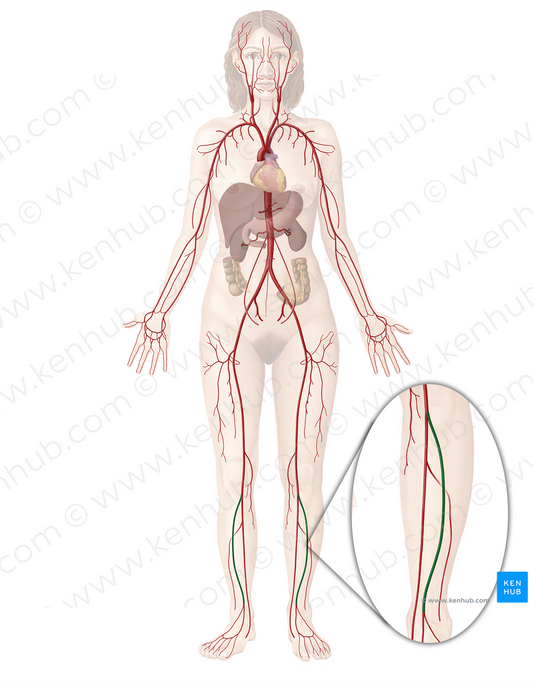 Anterior tibial artery (#1940)