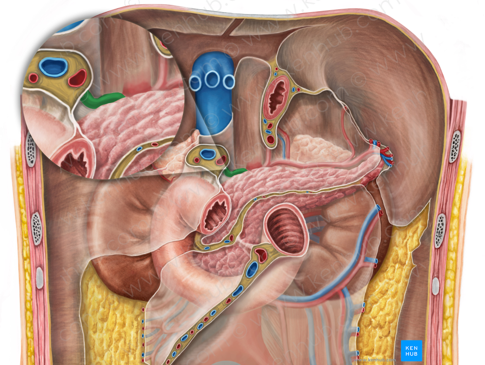 Common hepatic artery (#1340)