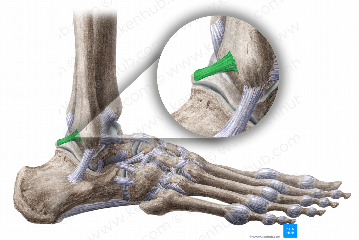 Posterior talofibular ligament (#11484)