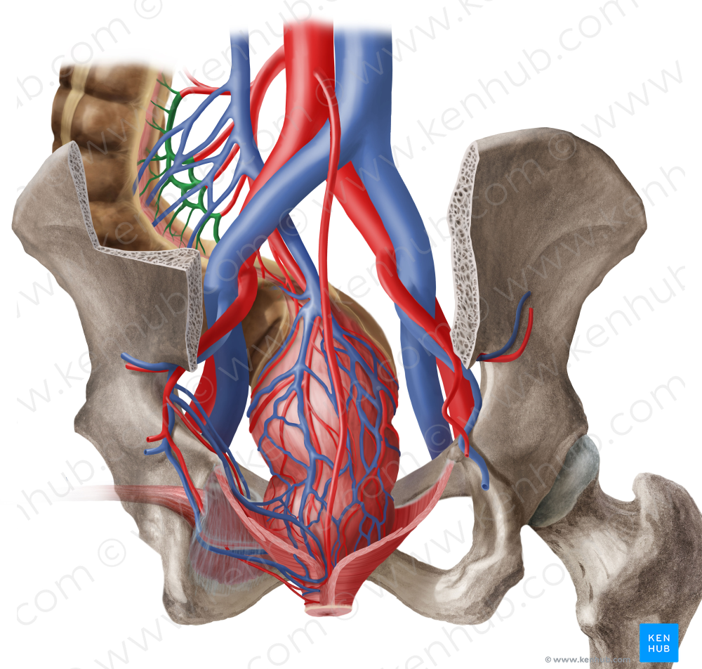 Marginal artery of colon (#1489)
