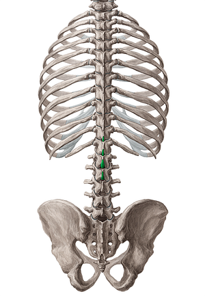 Spinous processes of vertebrae T11-L2 (#8264)