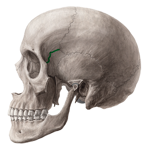 Sphenofrontal suture (#21449)