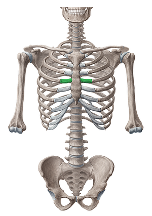 Costal cartilage of 4th rib (#2470)