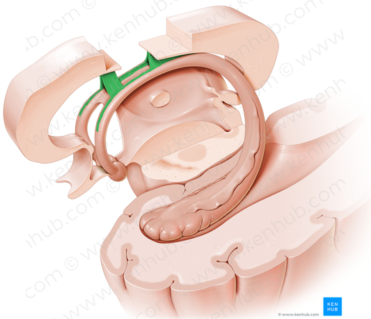 Septum pellucidum (#8991)