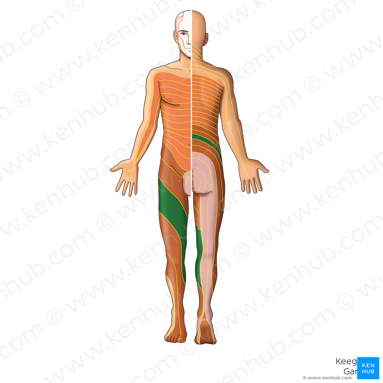 L3 dermatome (#20854)