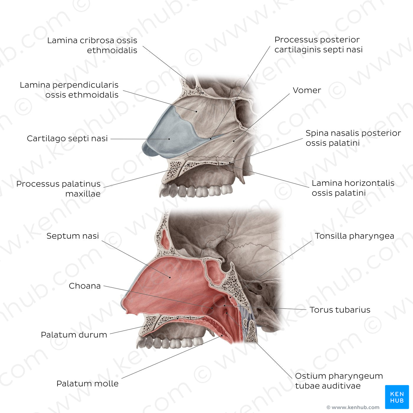 Medial wall of the nasal cavity (Latin)