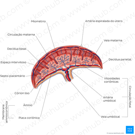 Placenta (Portuguese)