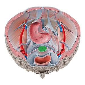 Cervix of uterus (#2579)